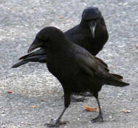 Crow Consciousness