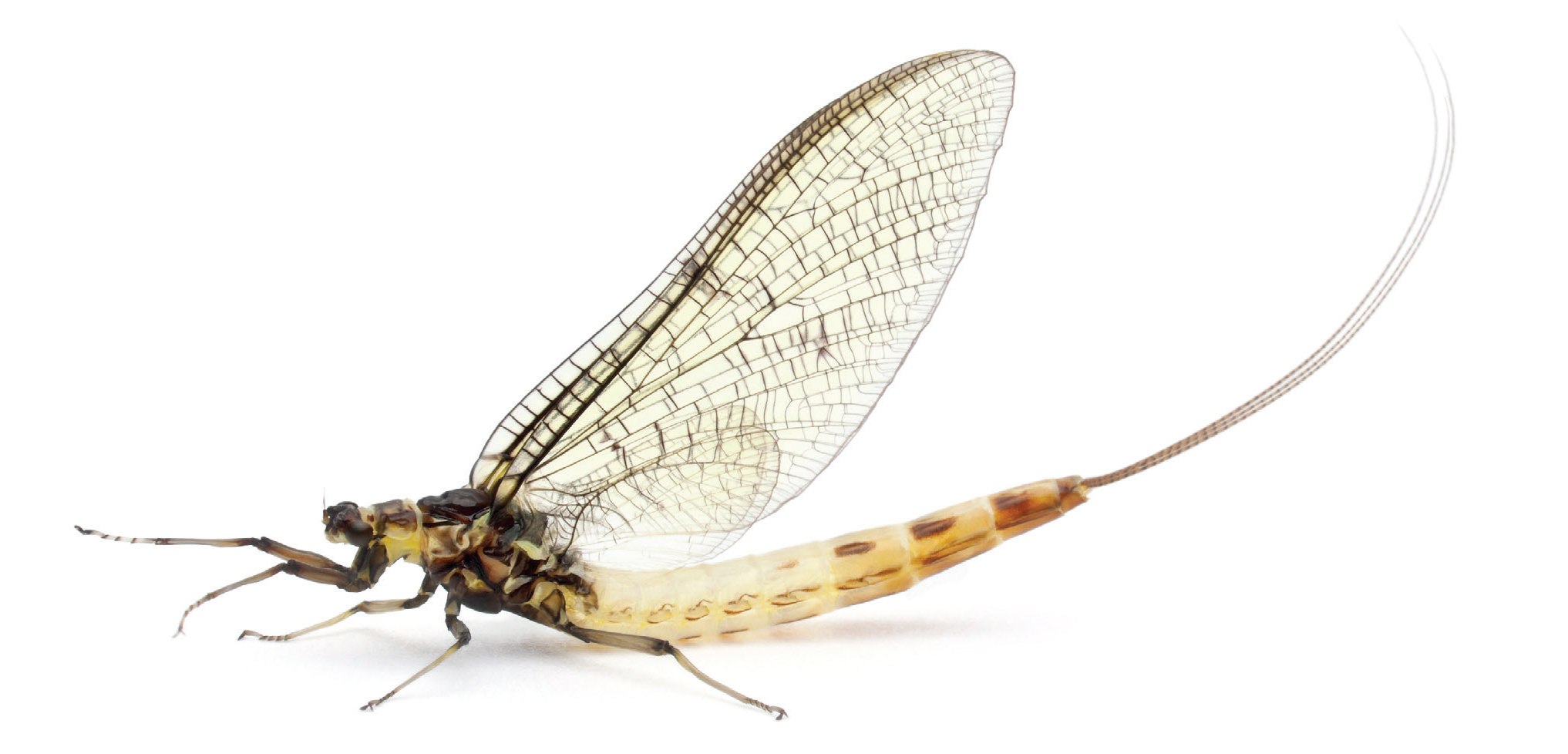 Mayfly Mayhem